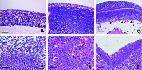 https://cdn.ncbi.nlm.nih.gov/pmc/blobs/279e/3252038/385da5b5beef/tox-22-167-g004.jpg