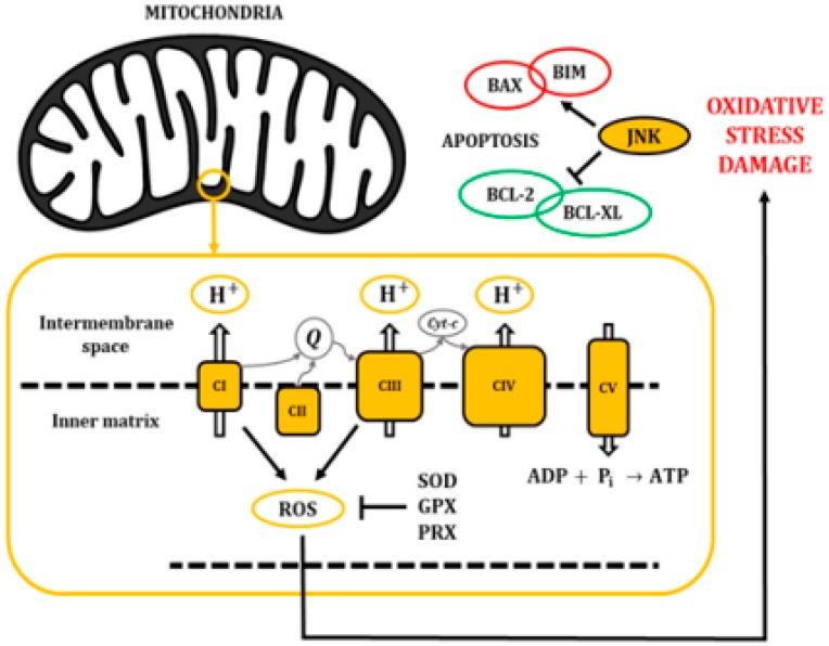 https://cdn.ncbi.nlm.nih.gov/pmc/blobs/279e/6981493/6ebc4259e3c6/ijms-21-00255-g003.jpg