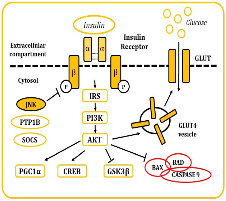 https://cdn.ncbi.nlm.nih.gov/pmc/blobs/279e/6981493/979692ce3812/ijms-21-00255-g005.jpg