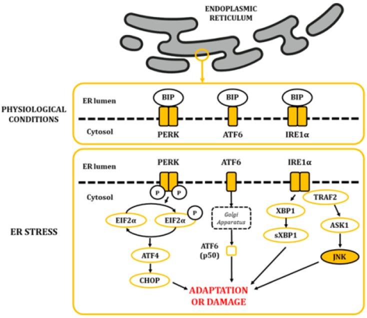 https://cdn.ncbi.nlm.nih.gov/pmc/blobs/279e/6981493/db02c0bff120/ijms-21-00255-g004.jpg