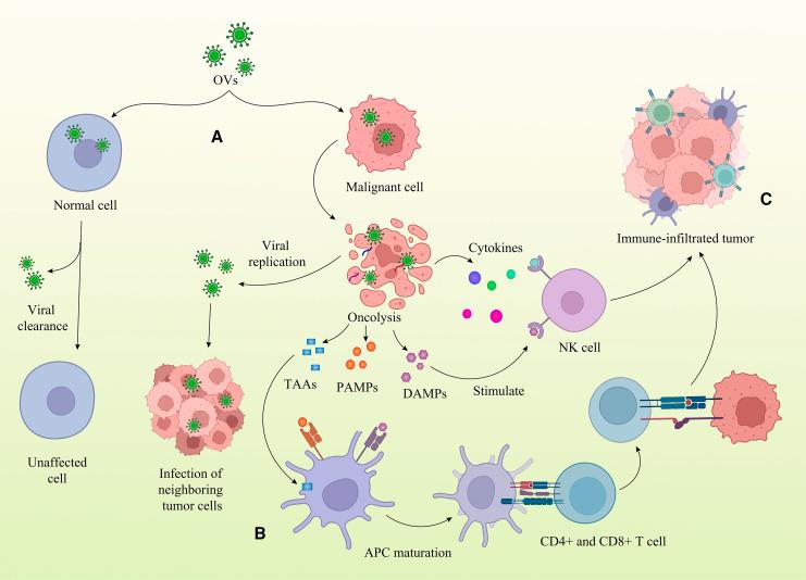 https://cdn.ncbi.nlm.nih.gov/pmc/blobs/27a5/10976516/c91dfd4a2b2e/gr3.jpg