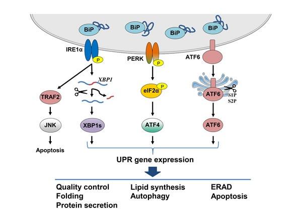 https://cdn.ncbi.nlm.nih.gov/pmc/blobs/27ac/5288241/6341f7987707/oncotarget-07-54051-g001.jpg