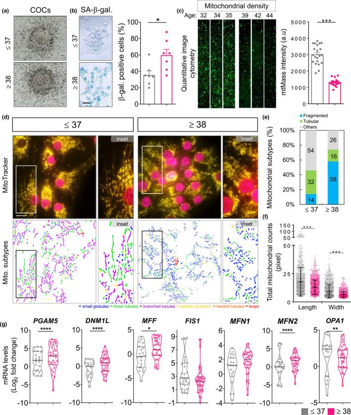 https://cdn.ncbi.nlm.nih.gov/pmc/blobs/27ac/8844125/28b0bb35c637/ACEL-21-e13546-g005.jpg