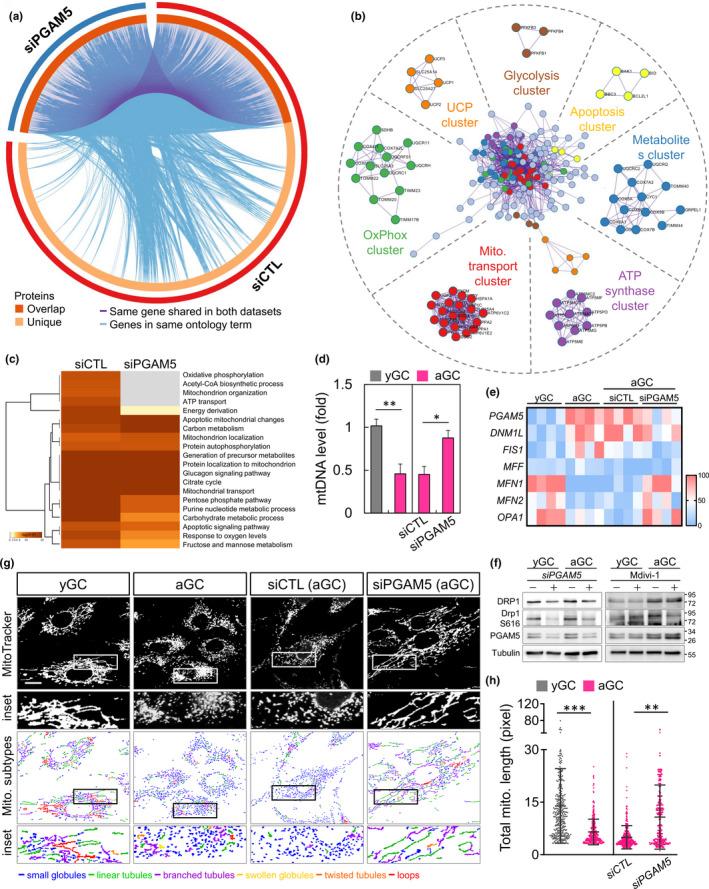https://cdn.ncbi.nlm.nih.gov/pmc/blobs/27ac/8844125/ab010325555a/ACEL-21-e13546-g003.jpg