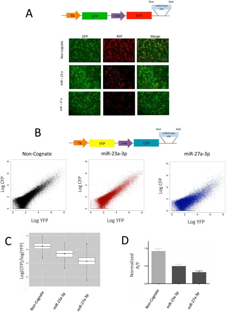 https://cdn.ncbi.nlm.nih.gov/pmc/blobs/27ae/5364550/0b05be6a3574/srep45197-f1.jpg