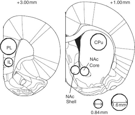 https://cdn.ncbi.nlm.nih.gov/pmc/blobs/27af/3267554/4ce560c0db7d/10.1177_0269881110389211-fig1.jpg