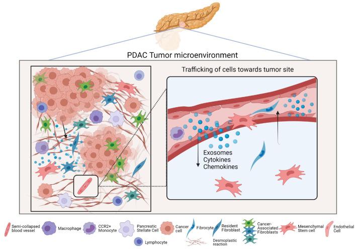 https://cdn.ncbi.nlm.nih.gov/pmc/blobs/27b3/8502878/31493e5014af/fcell-09-743907-g002.jpg