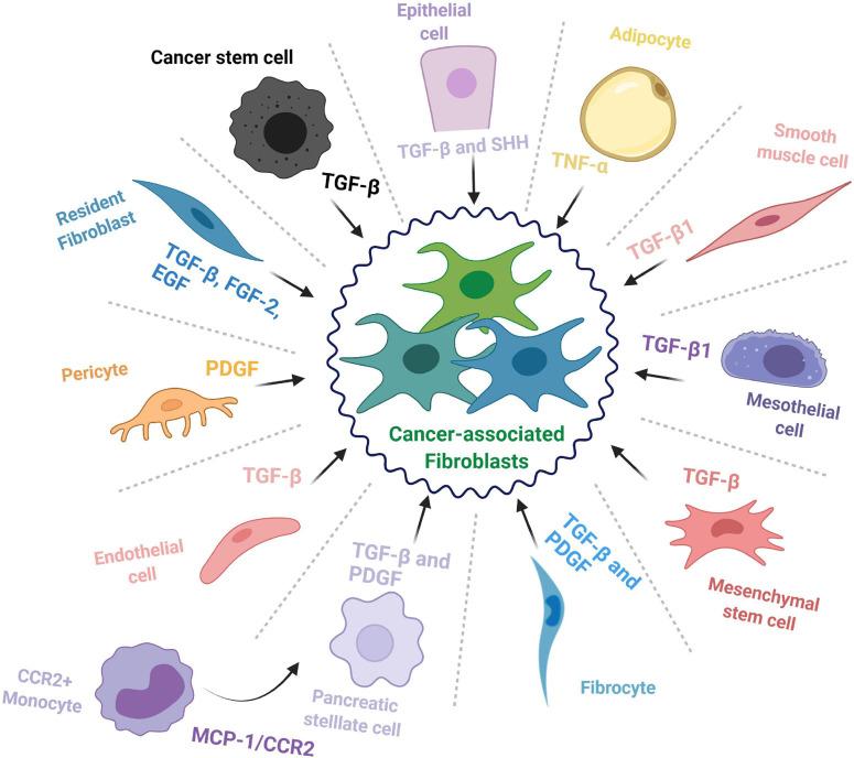 https://cdn.ncbi.nlm.nih.gov/pmc/blobs/27b3/8502878/6f2b579ab277/fcell-09-743907-g001.jpg