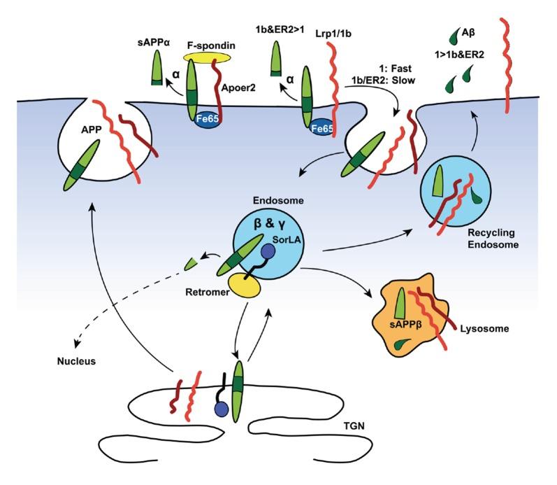 https://cdn.ncbi.nlm.nih.gov/pmc/blobs/27b4/5331069/17e5fa4daf70/fnmol-10-00054-g0002.jpg