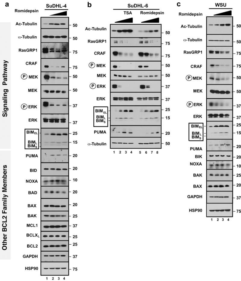 https://cdn.ncbi.nlm.nih.gov/pmc/blobs/27bb/5474223/c32bc6278056/nihms828650f5.jpg