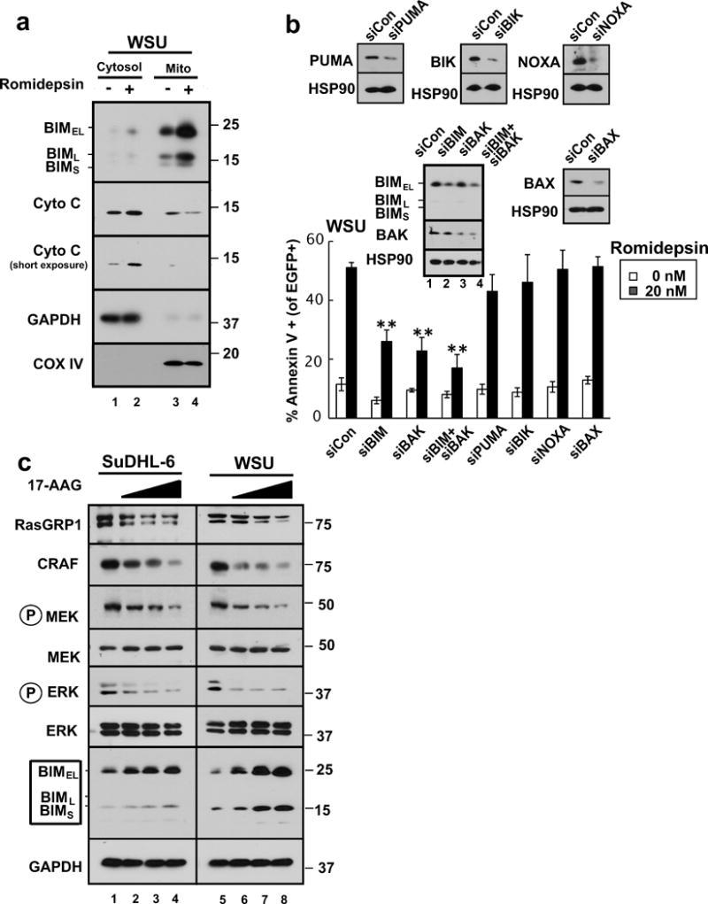 https://cdn.ncbi.nlm.nih.gov/pmc/blobs/27bb/5474223/fda16444ddc2/nihms828650f6.jpg