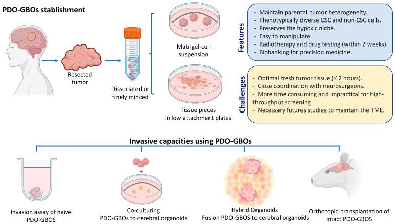 https://cdn.ncbi.nlm.nih.gov/pmc/blobs/27c3/10139189/07a01c6d4327/ijms-24-07047-g003.jpg