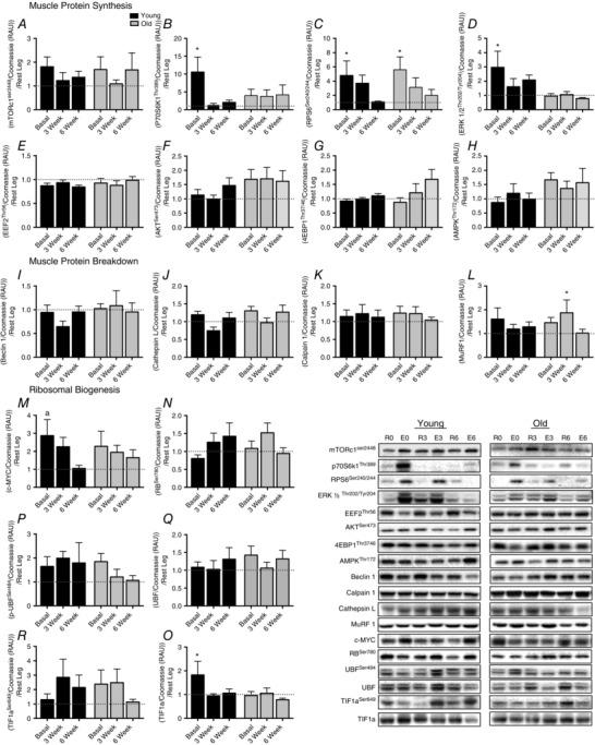 https://cdn.ncbi.nlm.nih.gov/pmc/blobs/27c5/5157077/16c25a5e25ab/TJP-594-7399-g005.jpg