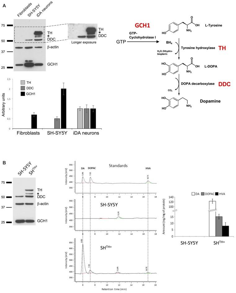 https://cdn.ncbi.nlm.nih.gov/pmc/blobs/27c5/5770810/daf93a0b8579/fncel-11-00426-g0001.jpg