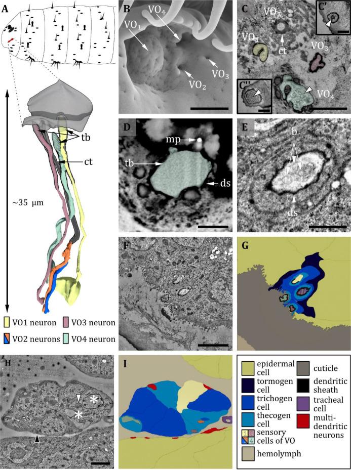 https://cdn.ncbi.nlm.nih.gov/pmc/blobs/27c6/12169854/0391b38eb313/elife-91155-fig8.jpg