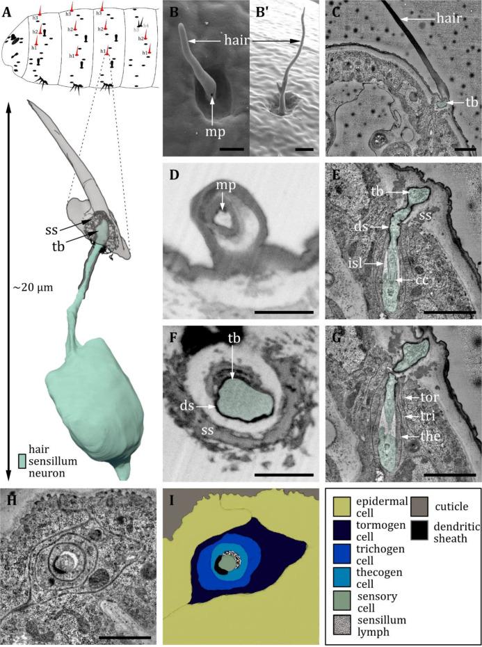 https://cdn.ncbi.nlm.nih.gov/pmc/blobs/27c6/12169854/0850f7fa38ed/elife-91155-fig11.jpg