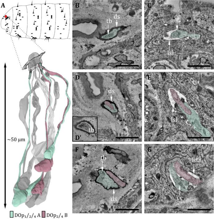 https://cdn.ncbi.nlm.nih.gov/pmc/blobs/27c6/12169854/09260b9b5e67/elife-91155-fig4.jpg