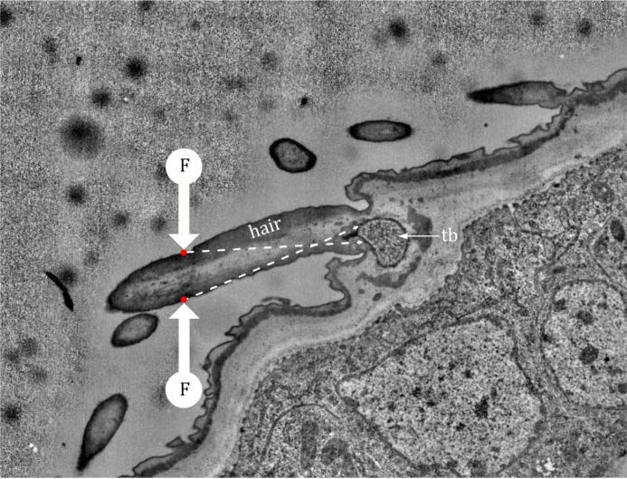 https://cdn.ncbi.nlm.nih.gov/pmc/blobs/27c6/12169854/213b7fb1c0d9/elife-91155-fig11-figsupp1.jpg