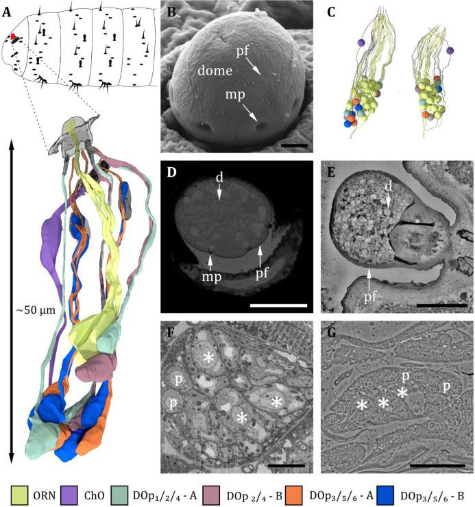 https://cdn.ncbi.nlm.nih.gov/pmc/blobs/27c6/12169854/2f9bae74e1bd/elife-91155-fig2.jpg