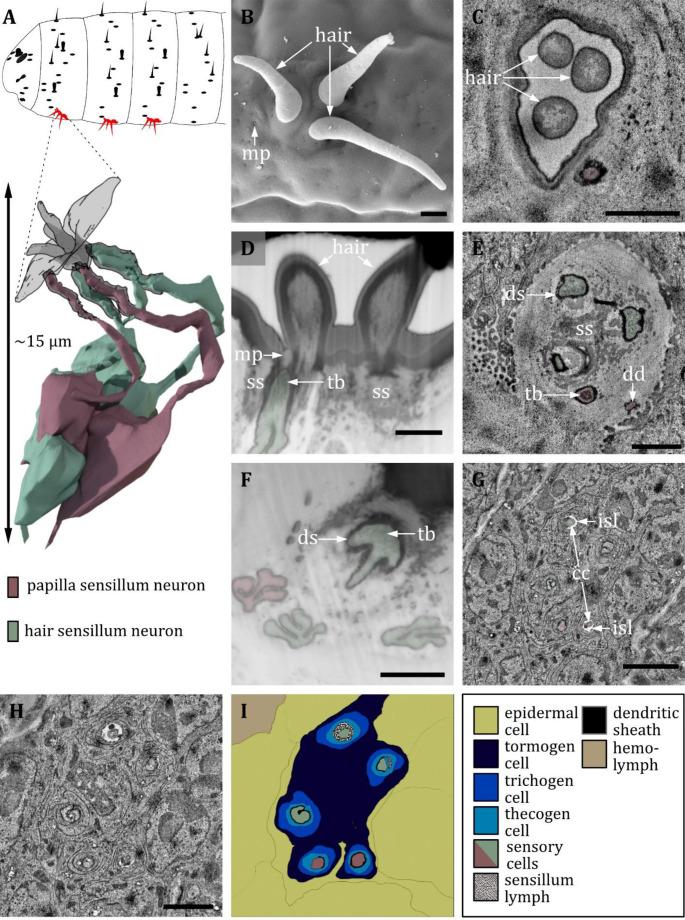 https://cdn.ncbi.nlm.nih.gov/pmc/blobs/27c6/12169854/5d197738e49c/elife-91155-fig14.jpg