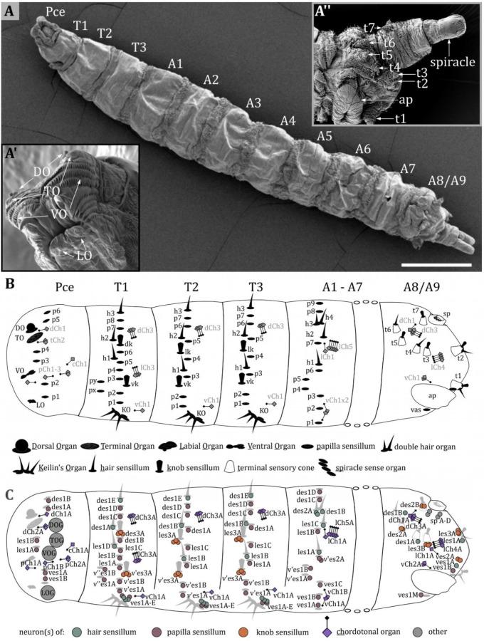 https://cdn.ncbi.nlm.nih.gov/pmc/blobs/27c6/12169854/5e59a97a699e/elife-91155-fig1.jpg