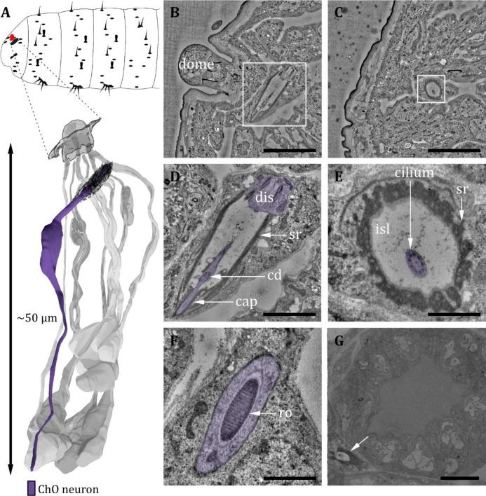 https://cdn.ncbi.nlm.nih.gov/pmc/blobs/27c6/12169854/6035fb3ed626/elife-91155-fig6.jpg