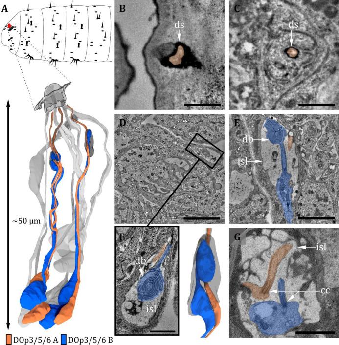 https://cdn.ncbi.nlm.nih.gov/pmc/blobs/27c6/12169854/60a6b2325da8/elife-91155-fig5.jpg