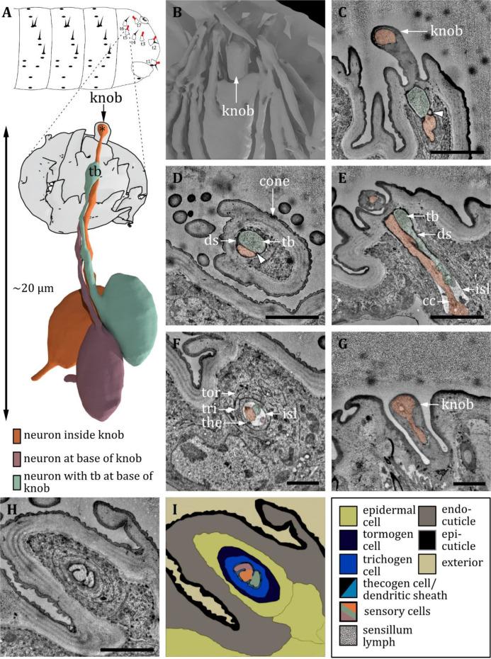 https://cdn.ncbi.nlm.nih.gov/pmc/blobs/27c6/12169854/6afe62a14ec5/elife-91155-fig16.jpg