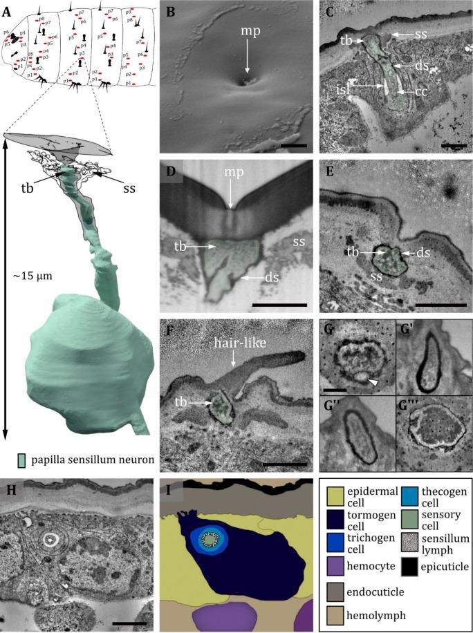 https://cdn.ncbi.nlm.nih.gov/pmc/blobs/27c6/12169854/70213585a02e/elife-91155-fig10.jpg