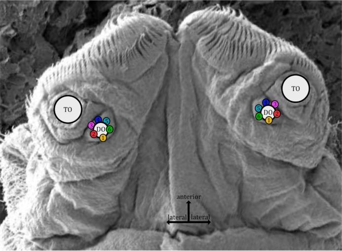 https://cdn.ncbi.nlm.nih.gov/pmc/blobs/27c6/12169854/71719f61e20a/elife-91155-fig3-figsupp1.jpg