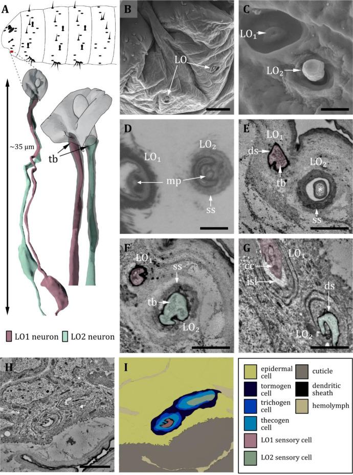 https://cdn.ncbi.nlm.nih.gov/pmc/blobs/27c6/12169854/84d6d92f275b/elife-91155-fig9.jpg