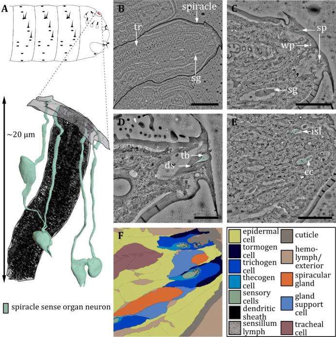 https://cdn.ncbi.nlm.nih.gov/pmc/blobs/27c6/12169854/9d5690454bf6/elife-91155-fig17.jpg