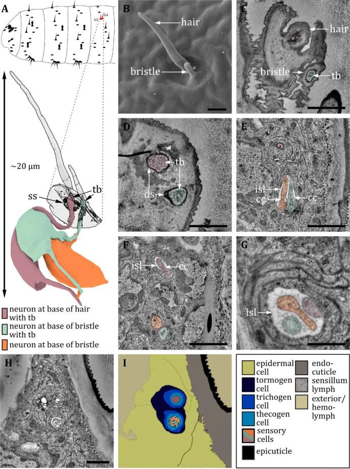 https://cdn.ncbi.nlm.nih.gov/pmc/blobs/27c6/12169854/ad2a9d32c196/elife-91155-fig12.jpg