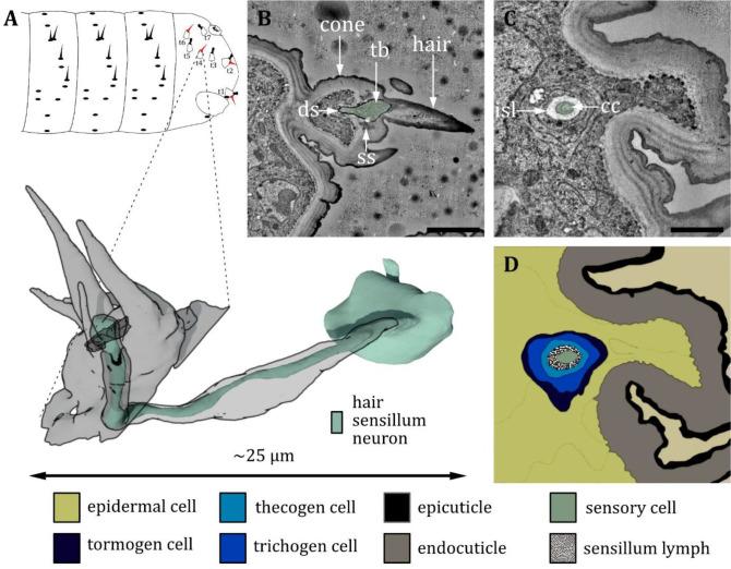 https://cdn.ncbi.nlm.nih.gov/pmc/blobs/27c6/12169854/b107d9c763ce/elife-91155-fig15.jpg