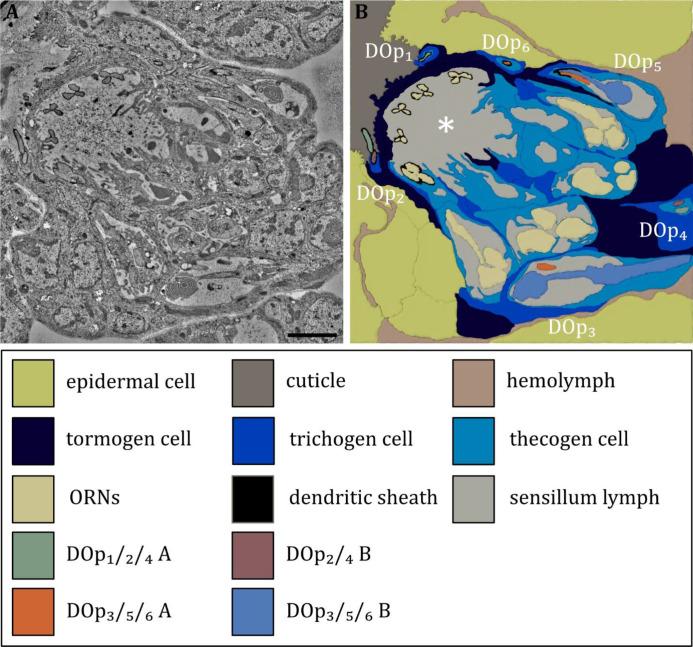 https://cdn.ncbi.nlm.nih.gov/pmc/blobs/27c6/12169854/ccac1c1f5c7c/elife-91155-fig7.jpg