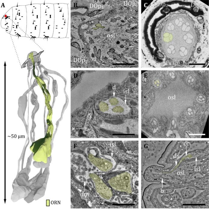 https://cdn.ncbi.nlm.nih.gov/pmc/blobs/27c6/12169854/e5e5e9c2dcfb/elife-91155-fig3.jpg