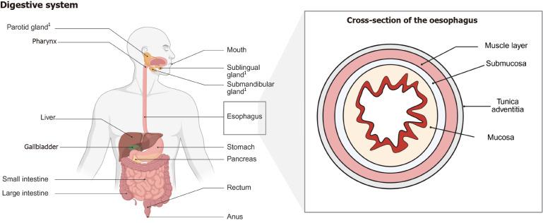 https://cdn.ncbi.nlm.nih.gov/pmc/blobs/27cb/12305151/610e1a7b5245/wjg-31-28-108297-g001.jpg
