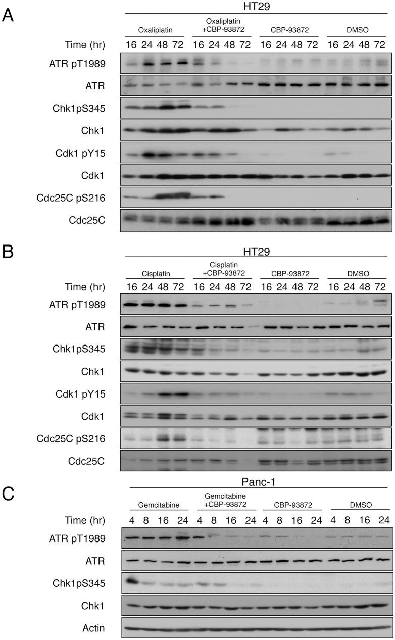 https://cdn.ncbi.nlm.nih.gov/pmc/blobs/27cb/5448762/3117430b83cc/pone.0178221.g004.jpg