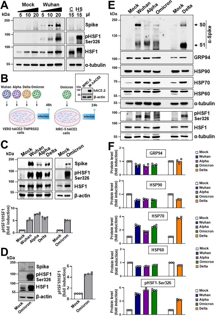 https://cdn.ncbi.nlm.nih.gov/pmc/blobs/27d2/11380654/e7e307591feb/18_2024_5370_Fig4_HTML.jpg