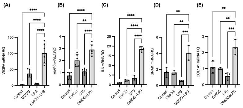https://cdn.ncbi.nlm.nih.gov/pmc/blobs/27d2/11508523/76d5dba59776/ijms-25-11307-g004.jpg