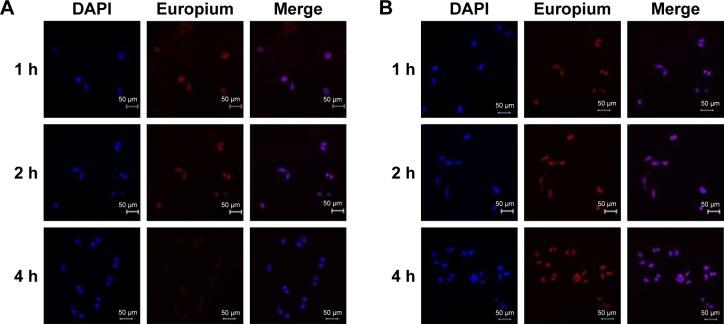 https://cdn.ncbi.nlm.nih.gov/pmc/blobs/27d4/5846754/11ecfdff668a/ijn-13-1327Fig3.jpg