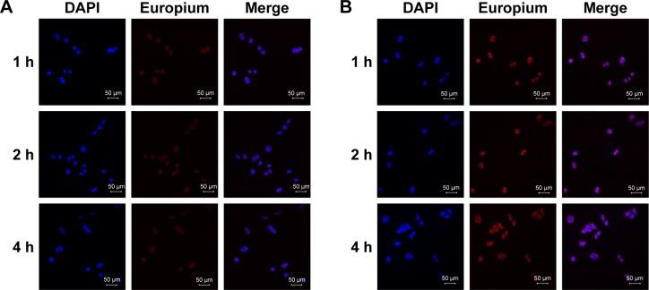 https://cdn.ncbi.nlm.nih.gov/pmc/blobs/27d4/5846754/8d981b8a6e36/ijn-13-1327Fig2.jpg