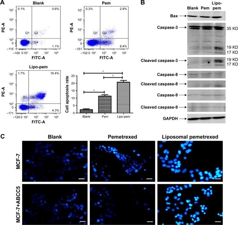 https://cdn.ncbi.nlm.nih.gov/pmc/blobs/27d4/5846754/cb19d5749652/ijn-13-1327Fig5.jpg
