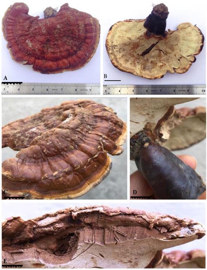 https://cdn.ncbi.nlm.nih.gov/pmc/blobs/27d5/11303310/e20b837c8440/fmicb-15-1411264-g0002.jpg