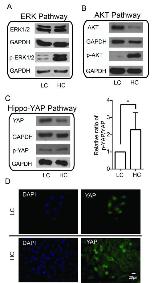 https://cdn.ncbi.nlm.nih.gov/pmc/blobs/27e1/4413630/370eec58e6c5/oncotarget-06-2951-g002.jpg