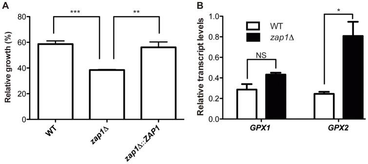 https://cdn.ncbi.nlm.nih.gov/pmc/blobs/27e6/3423376/a151e665524e/pone.0043773.g004.jpg