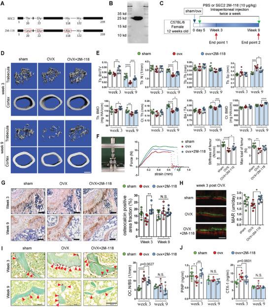 https://cdn.ncbi.nlm.nih.gov/pmc/blobs/27e7/10558680/f92c179d625e/ADVS-10-2300989-g004.jpg