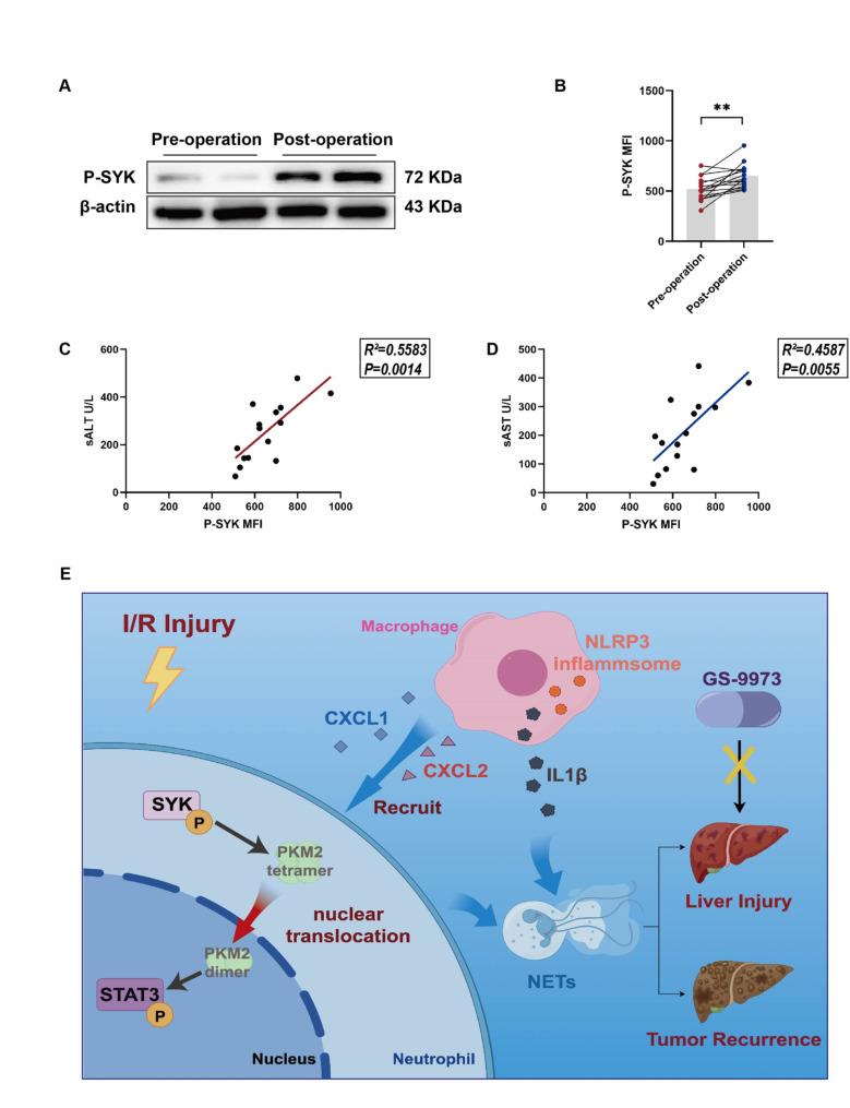 https://cdn.ncbi.nlm.nih.gov/pmc/blobs/27ec/11391729/03d0589cc3e5/10020_2024_907_Fig6_HTML.jpg