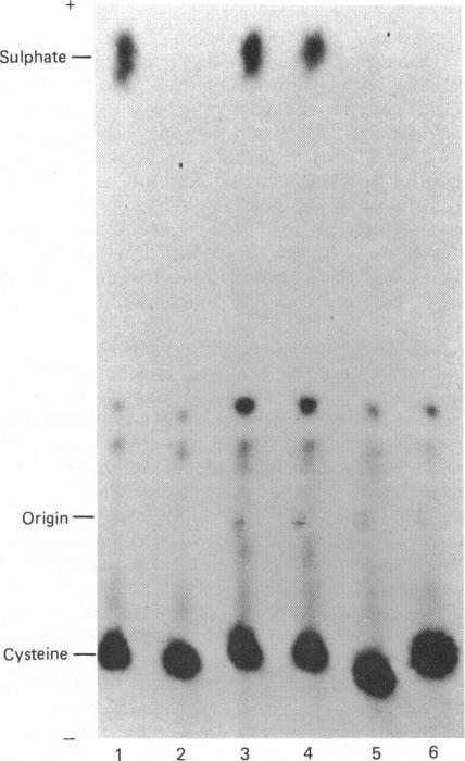 https://cdn.ncbi.nlm.nih.gov/pmc/blobs/27ed/1149140/5358a9970ff5/biochemj00231-0294-a.jpg