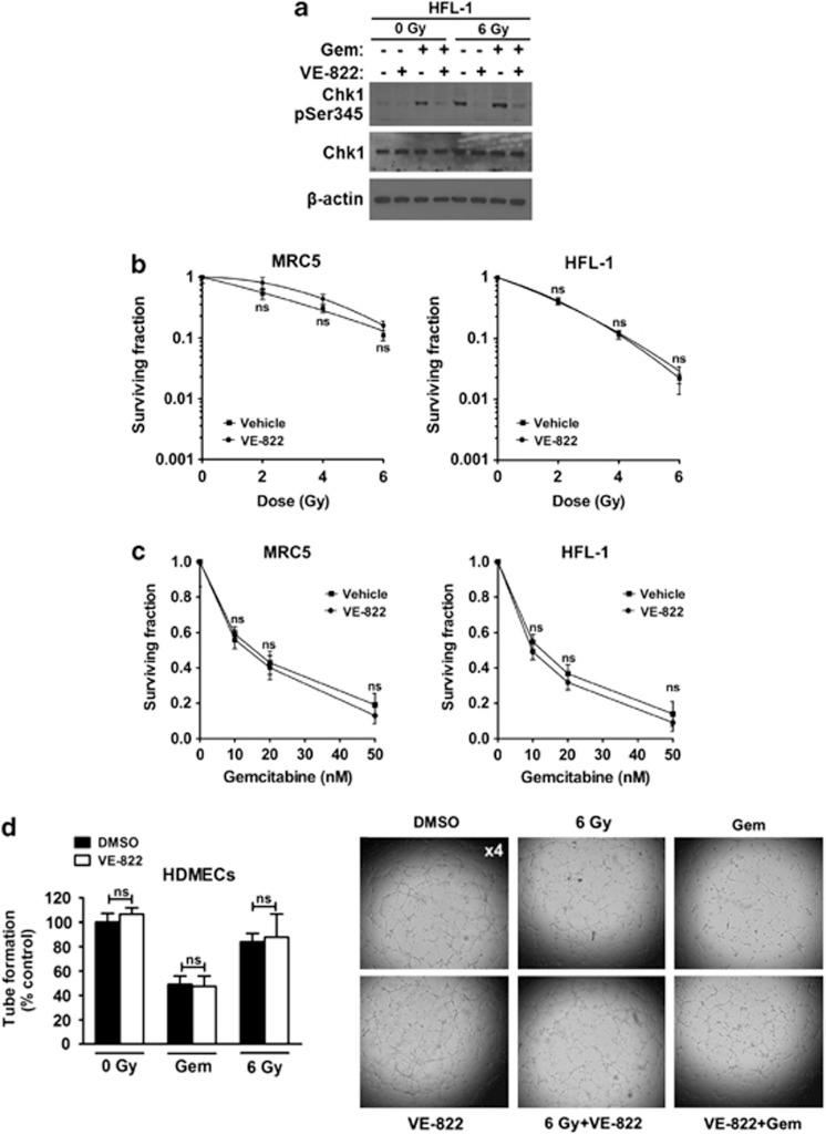 https://cdn.ncbi.nlm.nih.gov/pmc/blobs/27f0/3542617/c6a3b5955b4e/cddis2012181f2.jpg